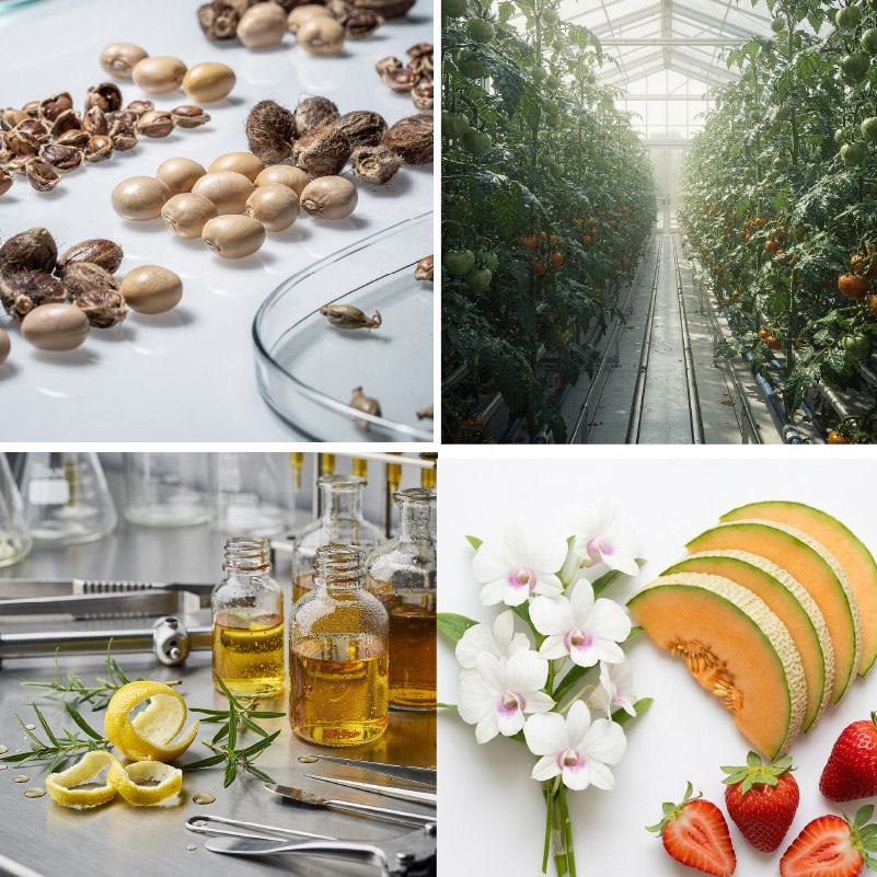 Plasma Applications on Algriculture