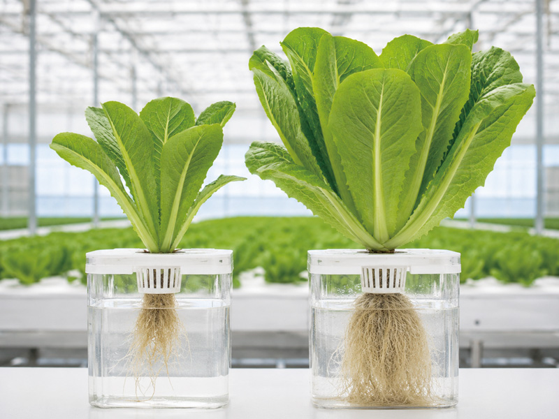 Plasma-Activated Water: A New Path Toward Sustainable Hydroponics
